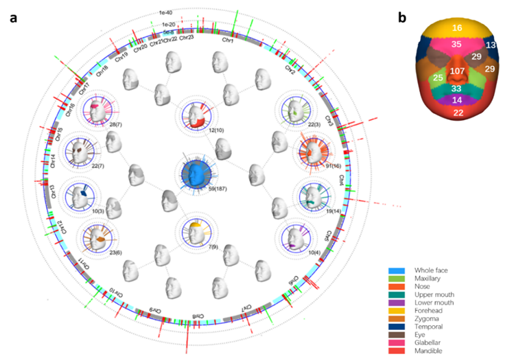 该研究优化表型量化，解析东亚面部遗传结构。本文图片均为复旦大学供图